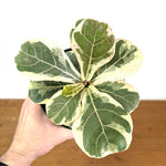 Variegated Fiddle Leaf Fig - Ficus lyrata 'Variegata'