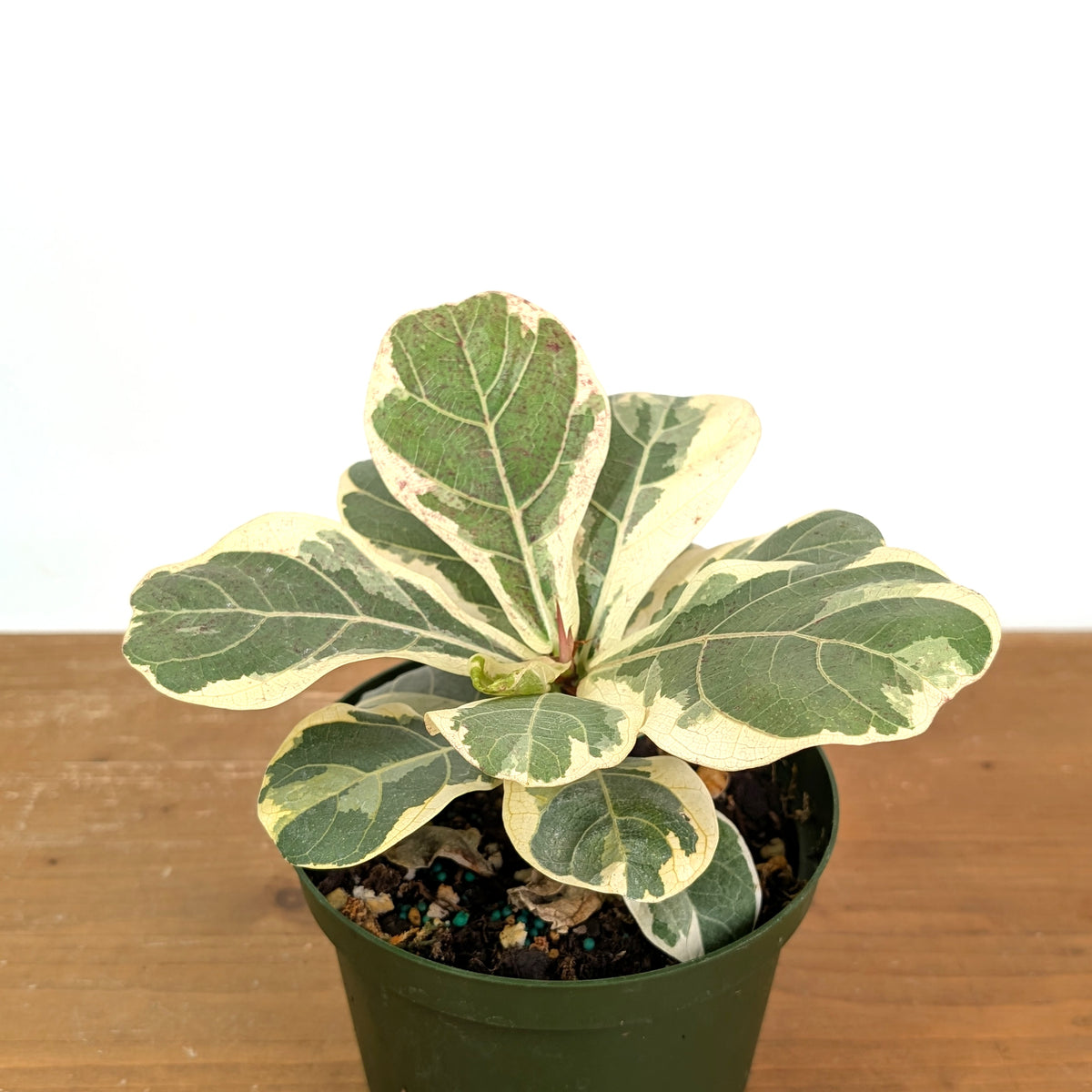 Variegated Fiddle Leaf Fig - Ficus lyrata 'Variegata'
