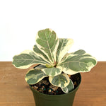Variegated Fiddle Leaf Fig - Ficus lyrata 'Variegata'