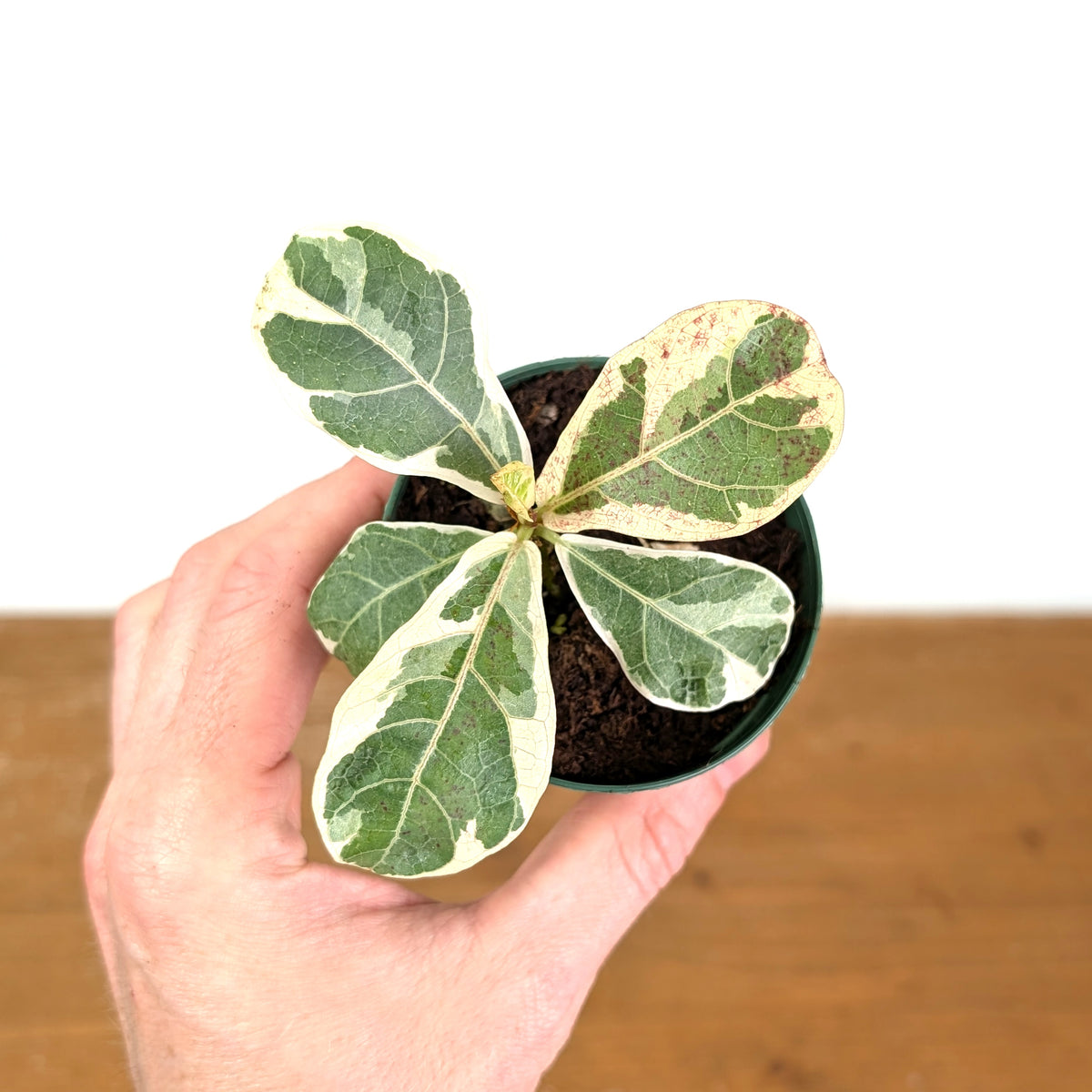 Variegated Fiddle Leaf Fig - Ficus lyrata 'Variegata'
