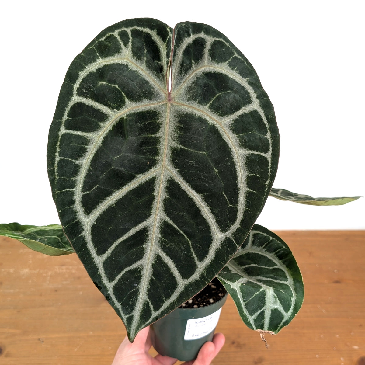 Anthurium Michele x SKG Silver Exact Plant #14A