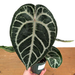 Anthurium Michele x SKG Silver Exact Plant #14A