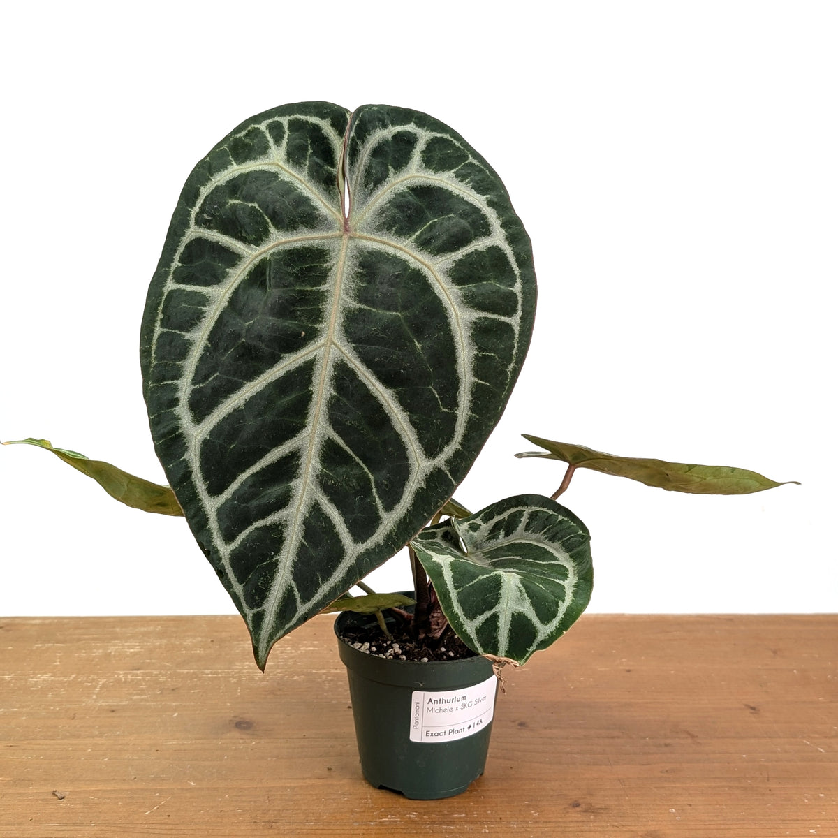 Anthurium Michele x SKG Silver Exact Plant #14A