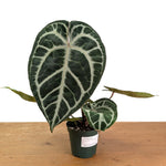 Anthurium Michele x SKG Silver Exact Plant #14A