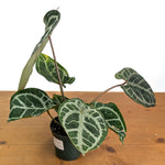 Anthurium Michele x SKG Silver Exact Plant #14A