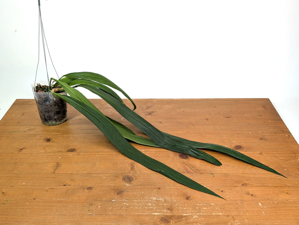Anthurium Vittariifolium
