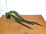 Anthurium Vittariifolium