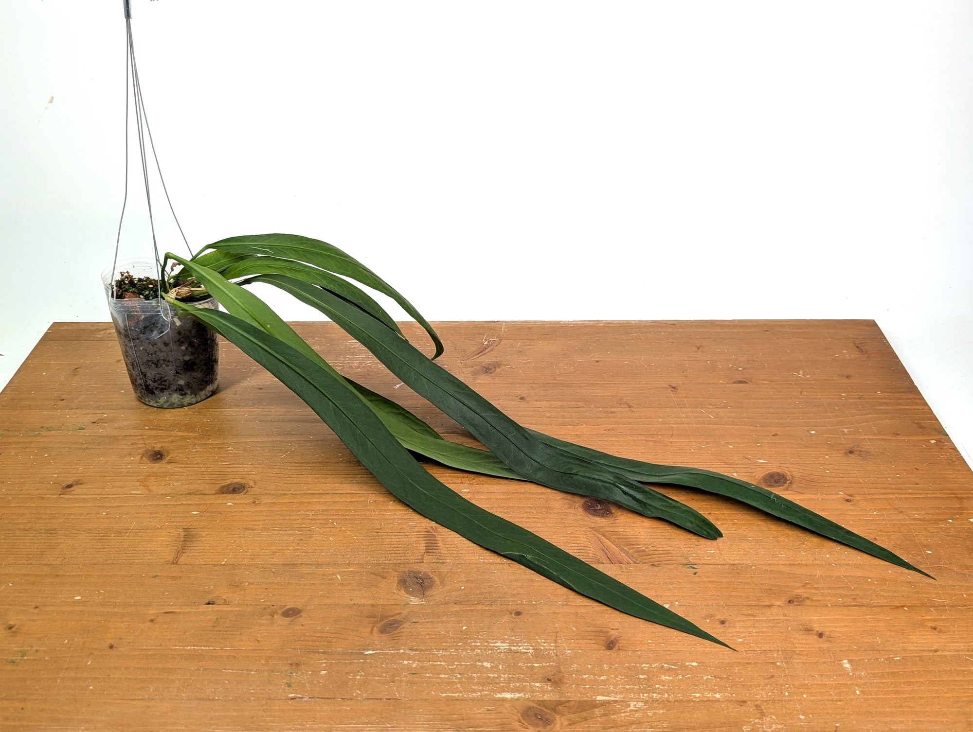 Anthurium Vittarifolium  Plantamani Plants