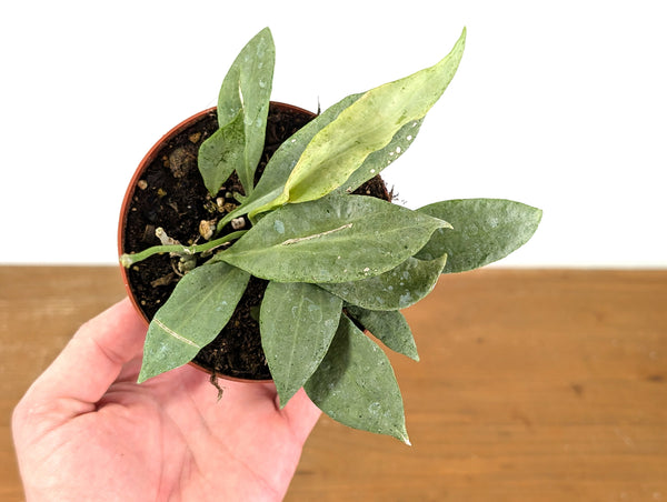 Hoya New Guinea Ghost