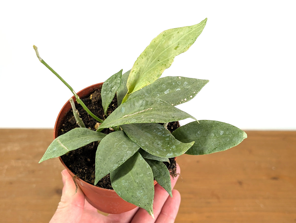 Hoya New Guinea Ghost