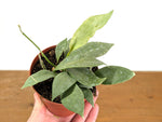 Hoya New Guinea Ghost
