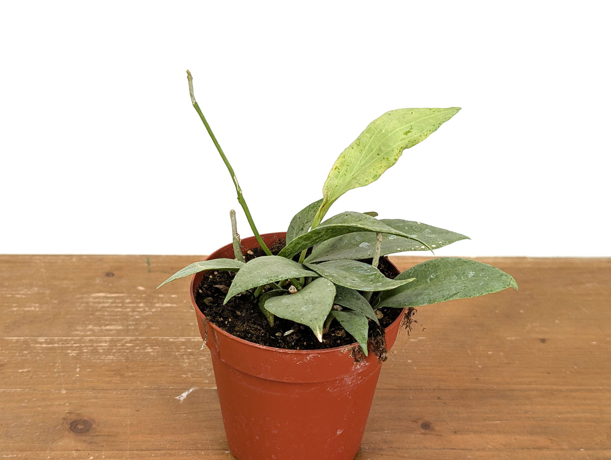 Hoya New Guinea Ghost