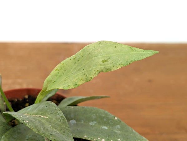 Hoya New Guinea Ghost