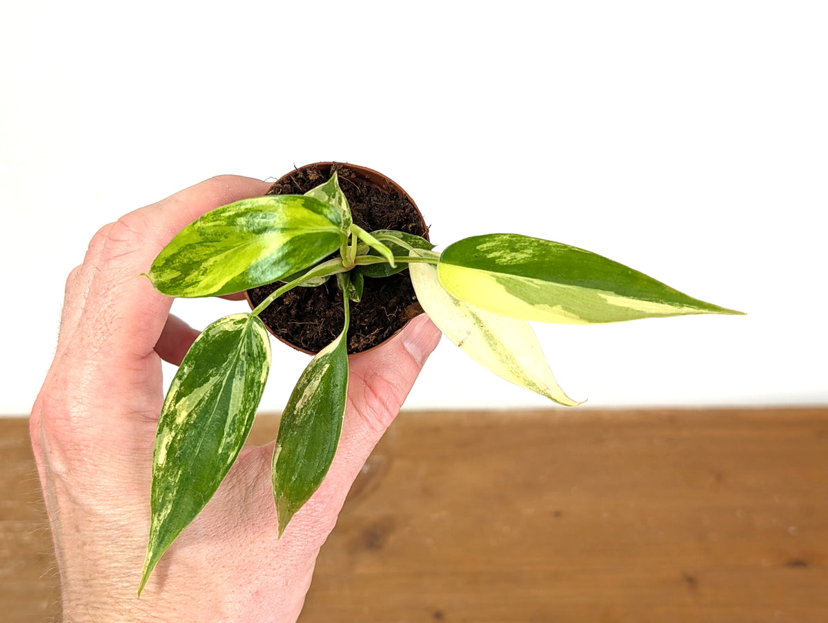 Philodendron Florida Beauty Variegated