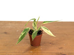 Philodendron Florida Beauty Variegated