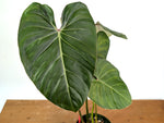 Philodendron Pink Glory (Lynamii x Gloriosum) - Exact Plant #15A