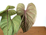 Philodendron Pink Glory (Lynamii x Gloriosum) - Exact Plant #15A
