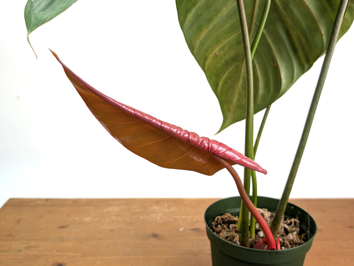 Philodendron Pink Glory (Lynamii x Gloriosum) - Exact Plant #15A