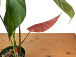 Philodendron Pink Glory (Lynamii x Gloriosum) - Exact Plant #15A