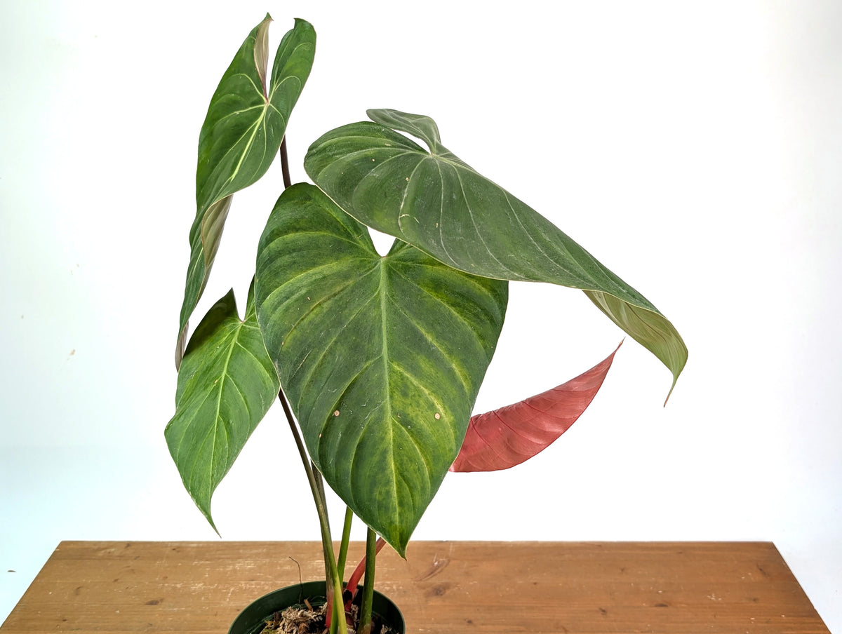 Philodendron Pink Glory (Lynamii x Gloriosum) - Exact Plant #15A