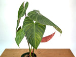 Philodendron Pink Glory (Lynamii x Gloriosum) - Exact Plant #15A