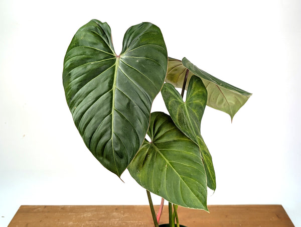 Philodendron Pink Glory (Lynamii x Gloriosum) - Exact Plant #15A