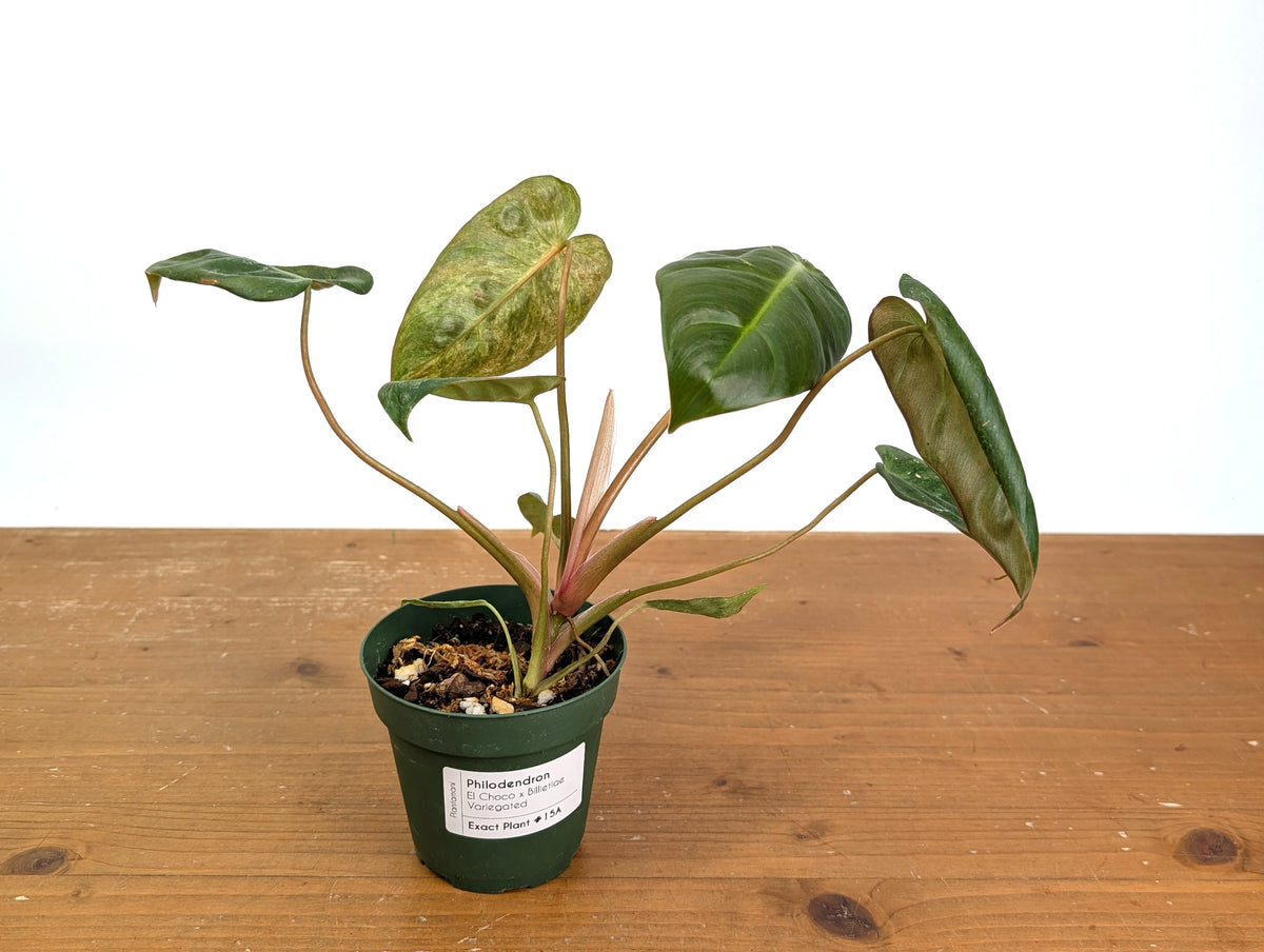 Philodendron El Choco x Billietiae Variegated - Exact Plant #15A