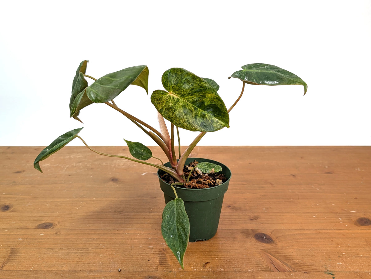 Philodendron El Choco x Billietiae Variegated - Exact Plant #15A