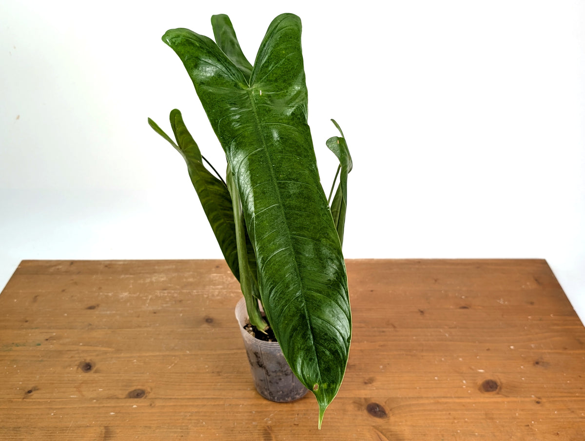 Philodendron Sharoniae Mosquera