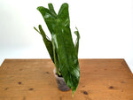 Philodendron Sharoniae Mosquera