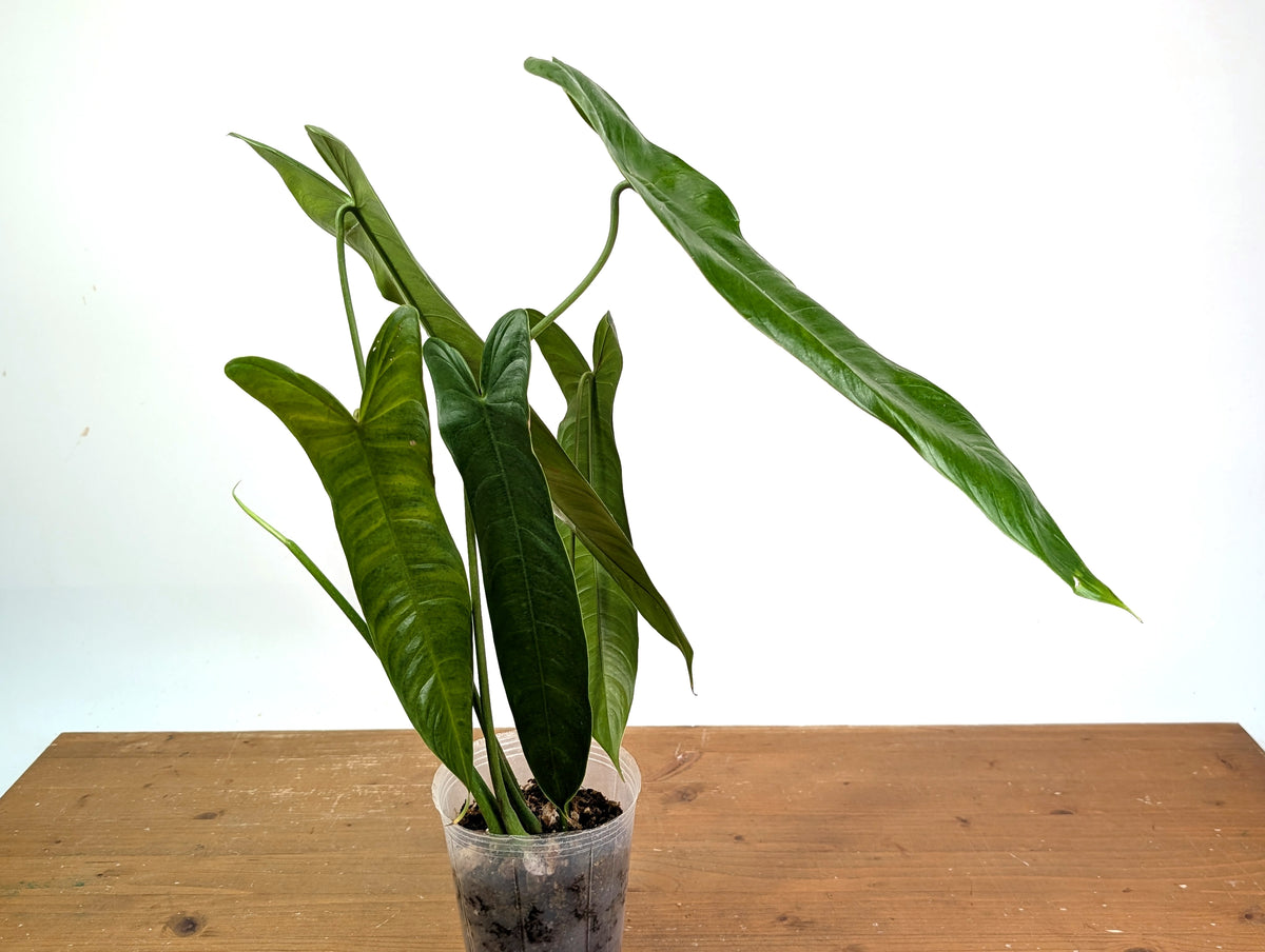 Philodendron Sharoniae Mosquera