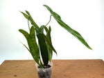 Philodendron Sharoniae Mosquera