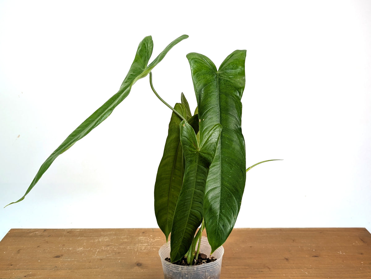 Philodendron Sharoniae Mosquera