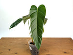 Philodendron sp x Spiritus Sancti