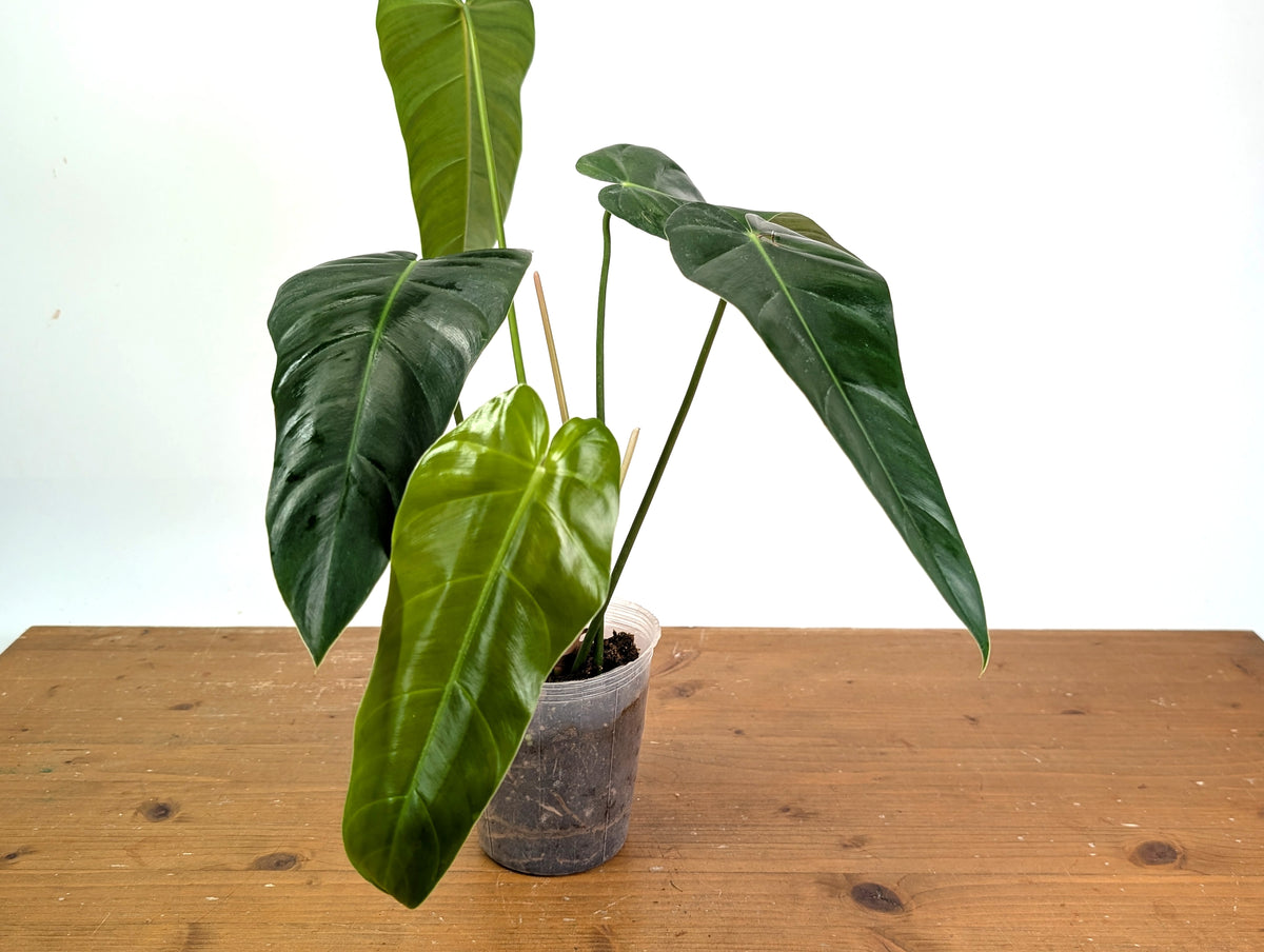 Philodendron sp x Spiritus Sancti