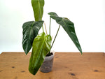 Philodendron sp x Spiritus Sancti