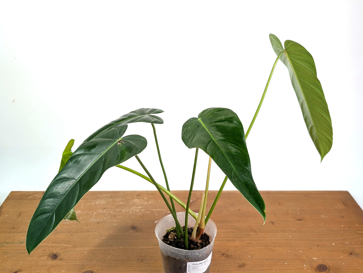 Philodendron sp x Spiritus Sancti