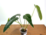 Philodendron sp x Spiritus Sancti