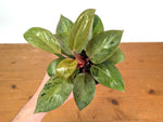 Philodendron Congo Marble Mint Variegated