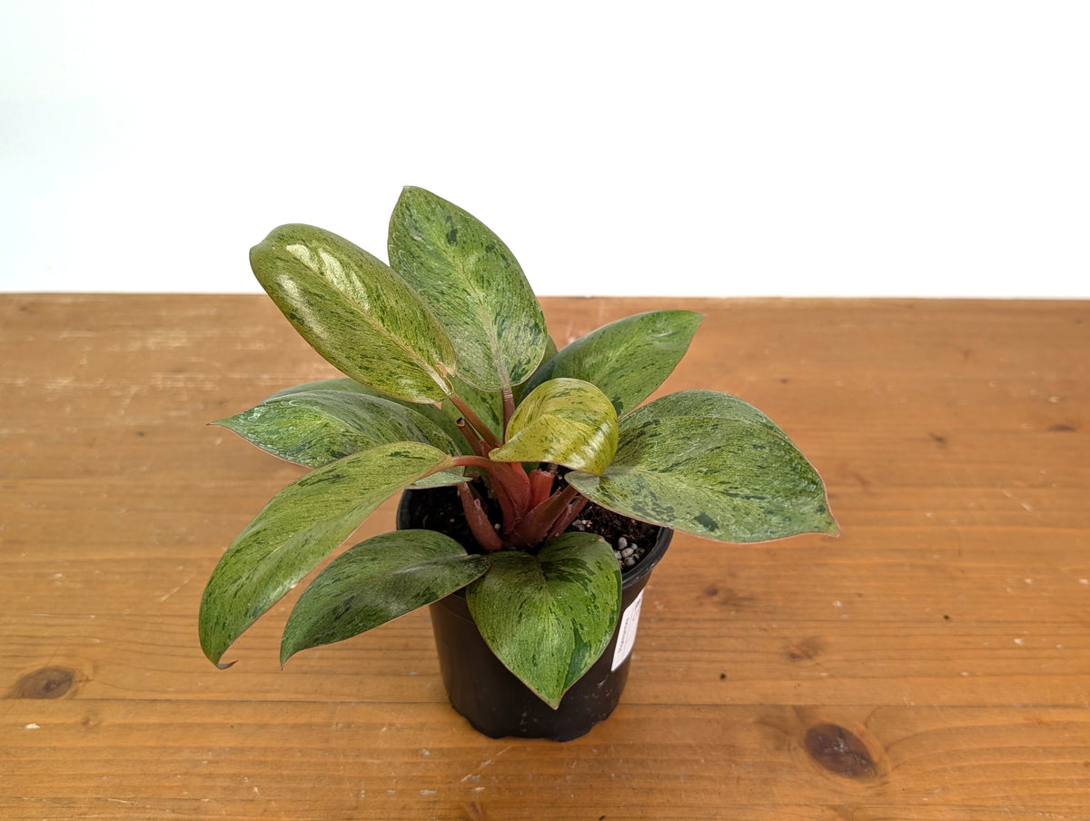 Philodendron Congo Marble Mint Variegated