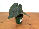 Anthurium Dressleri x Black Diamond