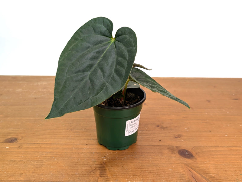 Anthurium Dressleri x Black Diamond