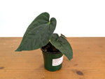 Anthurium Dressleri x Black Diamond