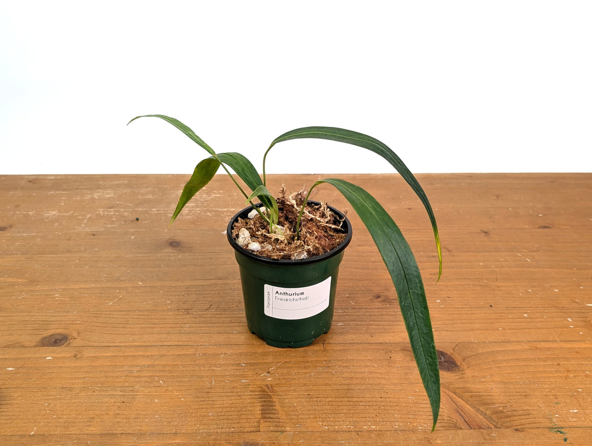 Anthurium Friedrichsthalii