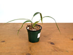 Anthurium Friedrichsthalii