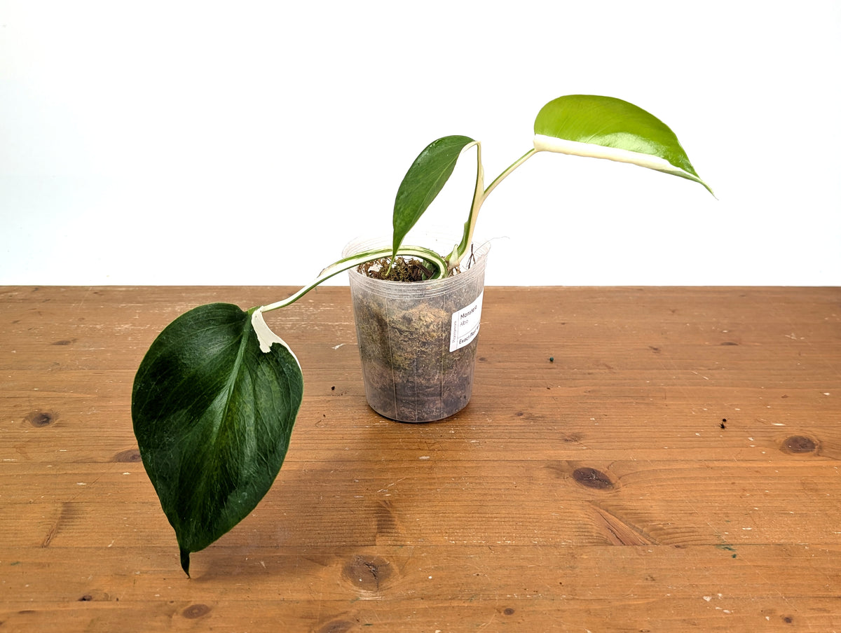 Monstera Albo - Exact Plant #15C