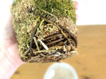 Monstera Albo - Exact Plant #15C