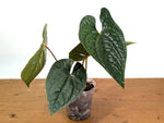 Anthurium Silver Luxurians