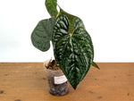 Anthurium Silver Luxurians