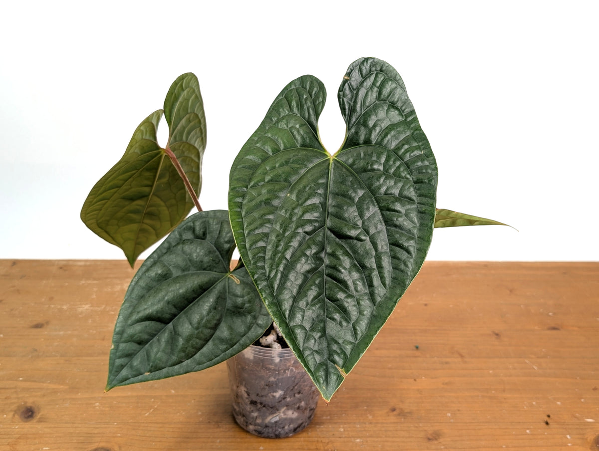 Anthurium Silver Luxurians